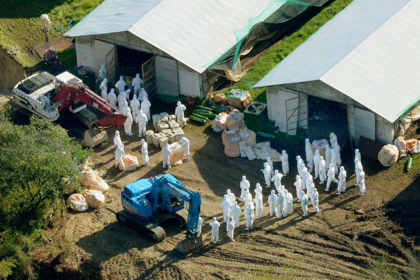 An aerial view shows government employees and other workers wearing protective suits at a poultry farm