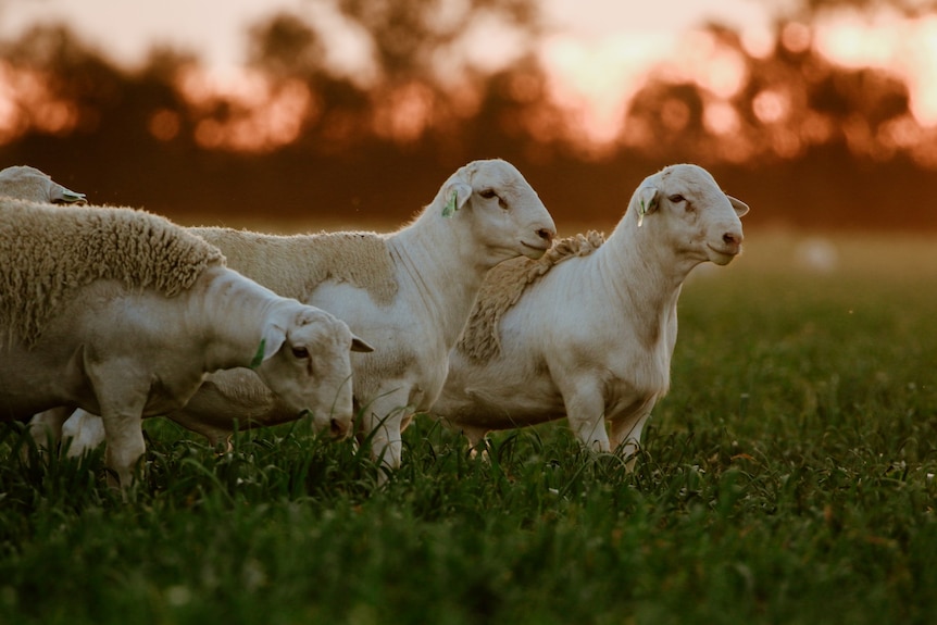 Majestic sheep