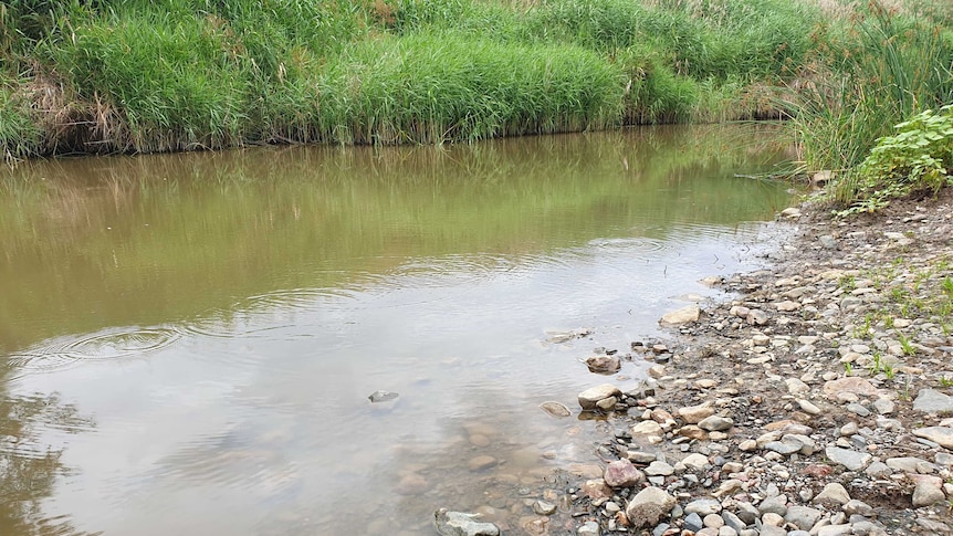 A river with rocks and grasses on either side.