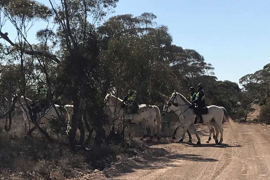 White police horses walk from a dirt road into mallee trees