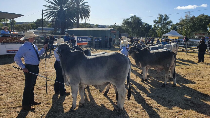 cattle judging at the Alice Springs Show.