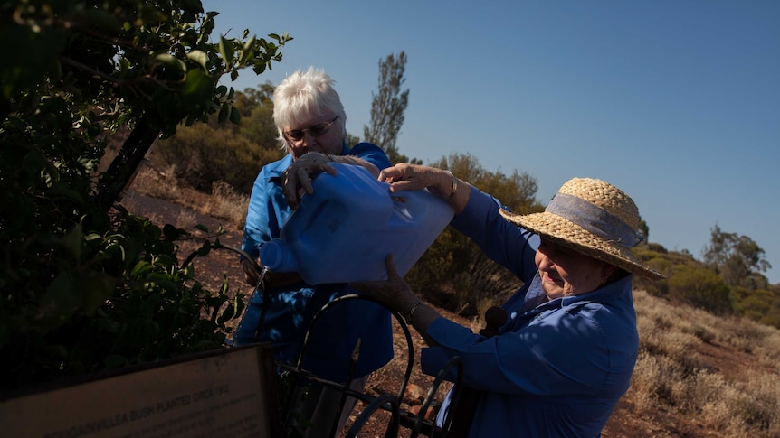 Two women from Kalgoorlie water the bougainvillea bush at Siberia, WA.