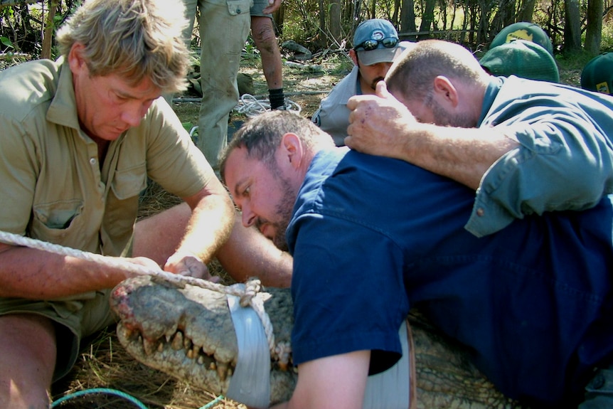 Three men work to hold onto a large crocodile, which has its mouth taped shut