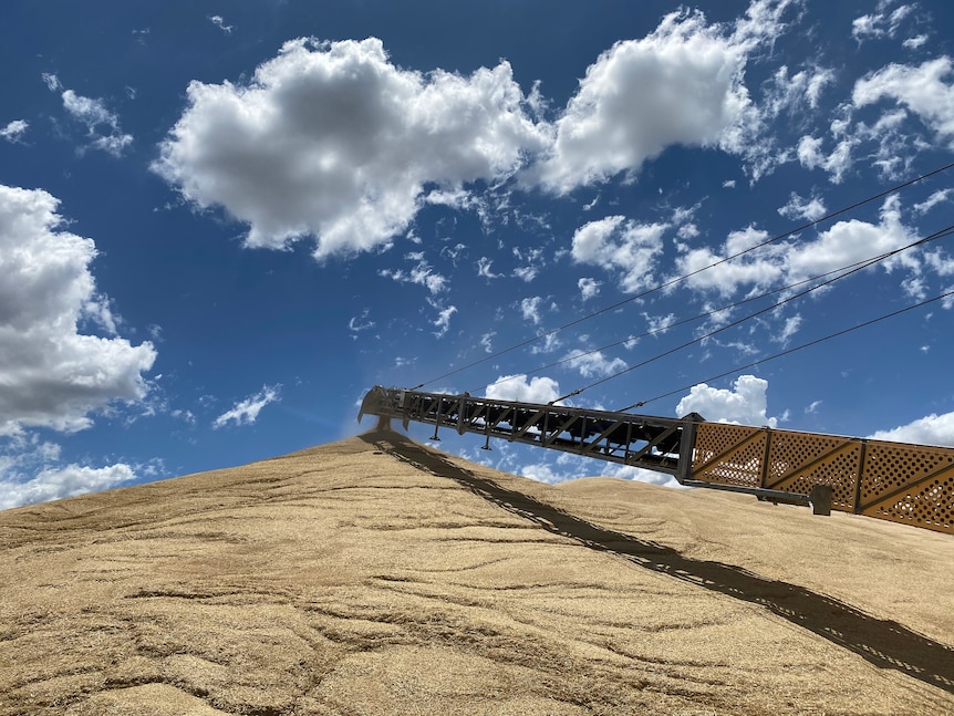 Auger delivering grain to the top of a mountain of grain against cloudy blue sky 