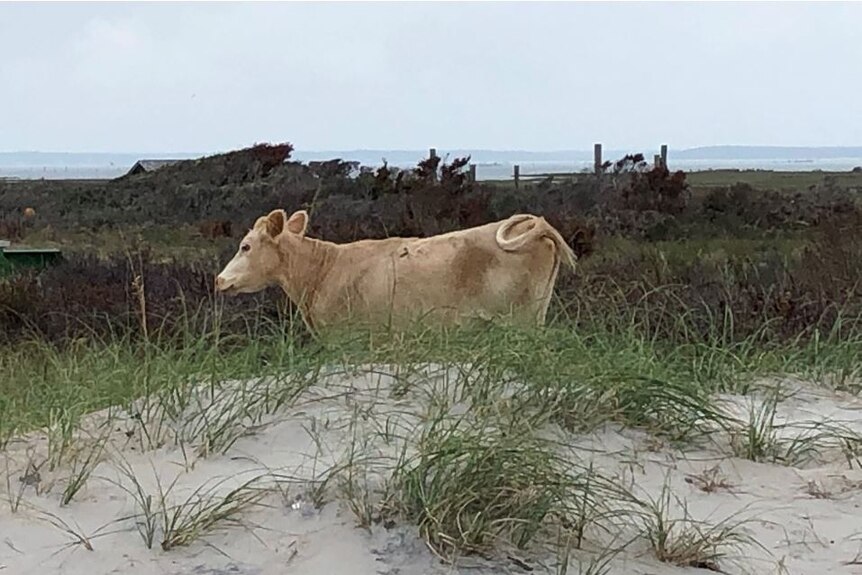 A cow on the beach