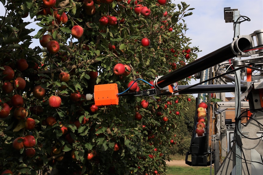 A robot arm is picking apples in an orchard.