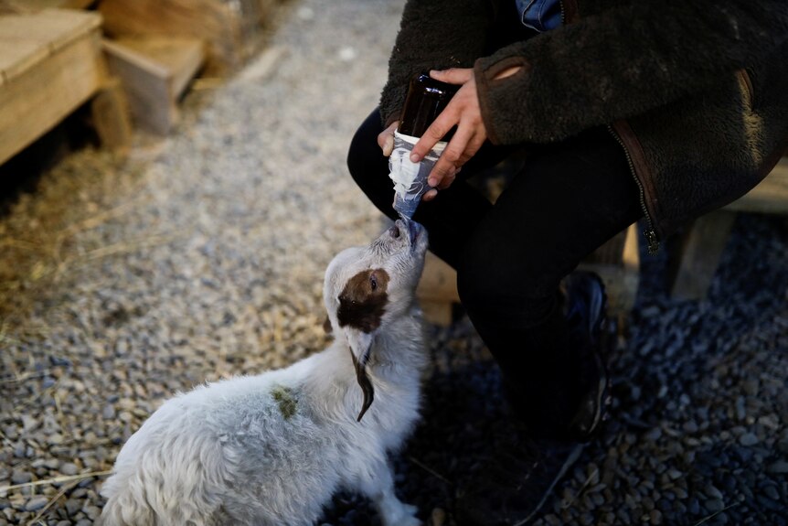 A baby goat being bottle fed