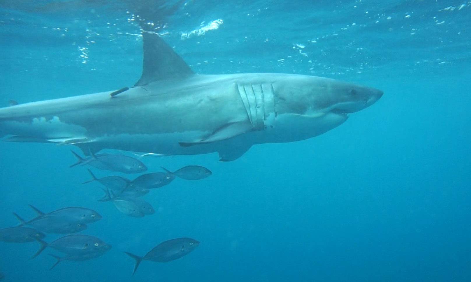 Great white shark numbers stable, CSIRO research shows, as drum lines