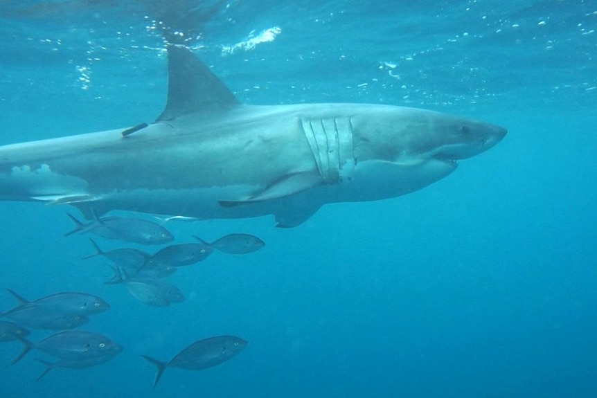 A white shark followed by a stream of small fish.