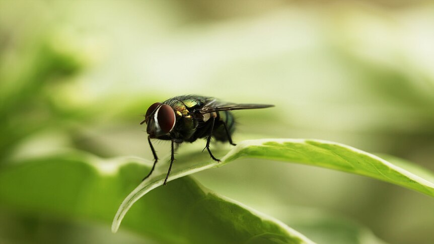 A close up image of a fly shows its eyes and mouth parts in detail.