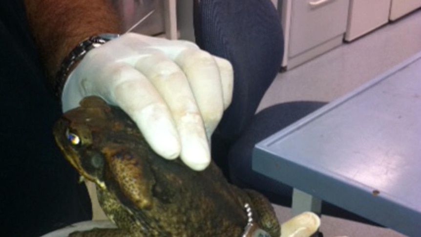 A Sydney cane toad fitted with a radio transmitter