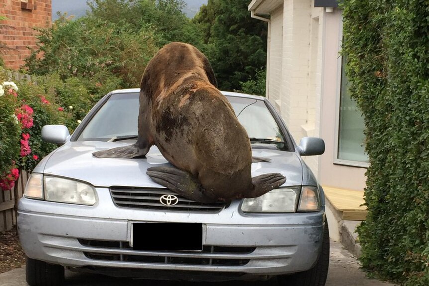 Fur seal squashes car in suburban Launceston