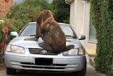 A seal on a car in suburban Launceston