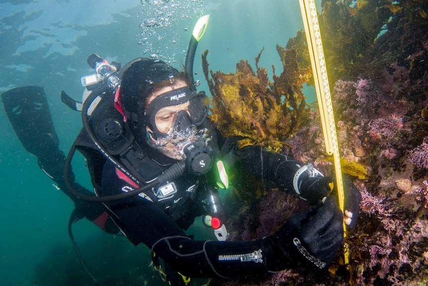 A diver measures Crayweed