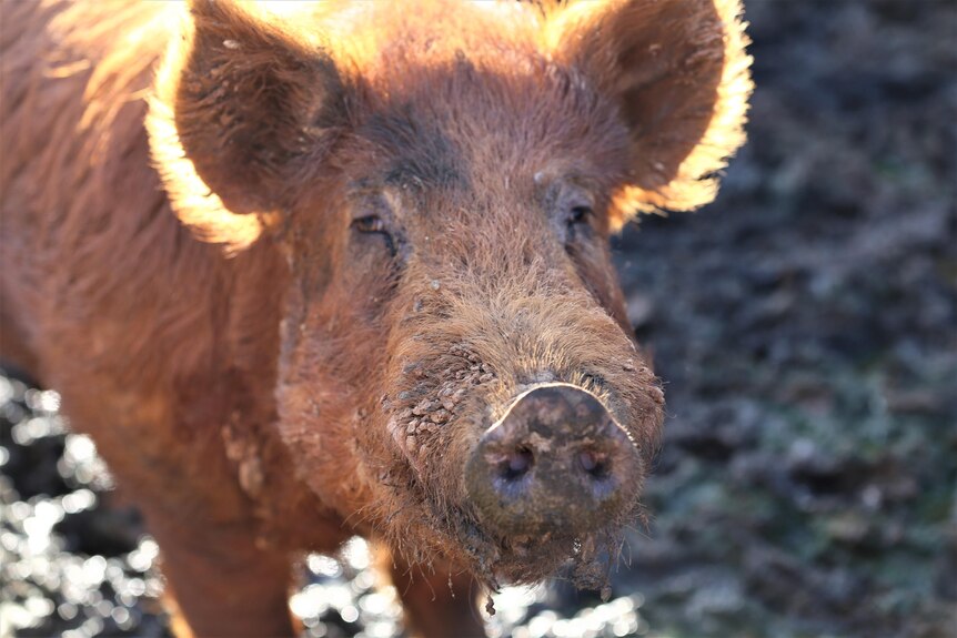 Photo of a pig.