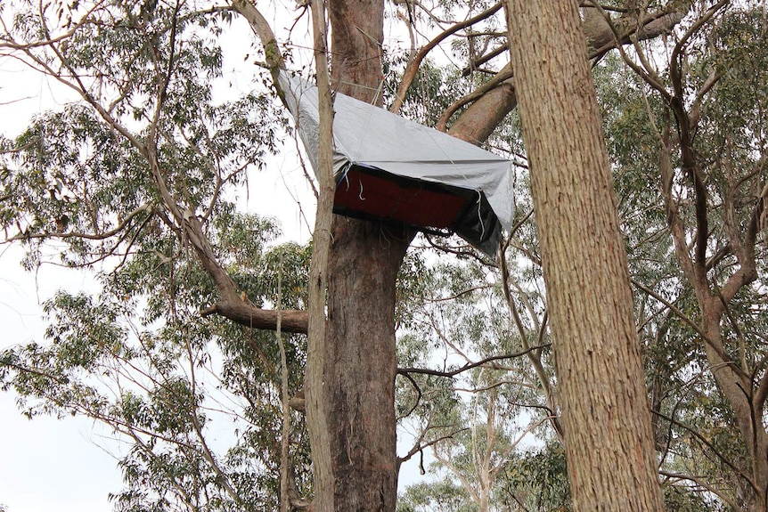 A tree-sitter in Tantawangalo State Forest logging protest, November 2016