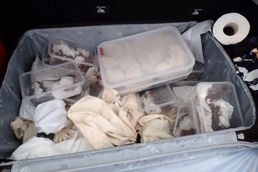 An open suitcase containing multiple plastic takeaway food containers with lizards and reptiles inside.