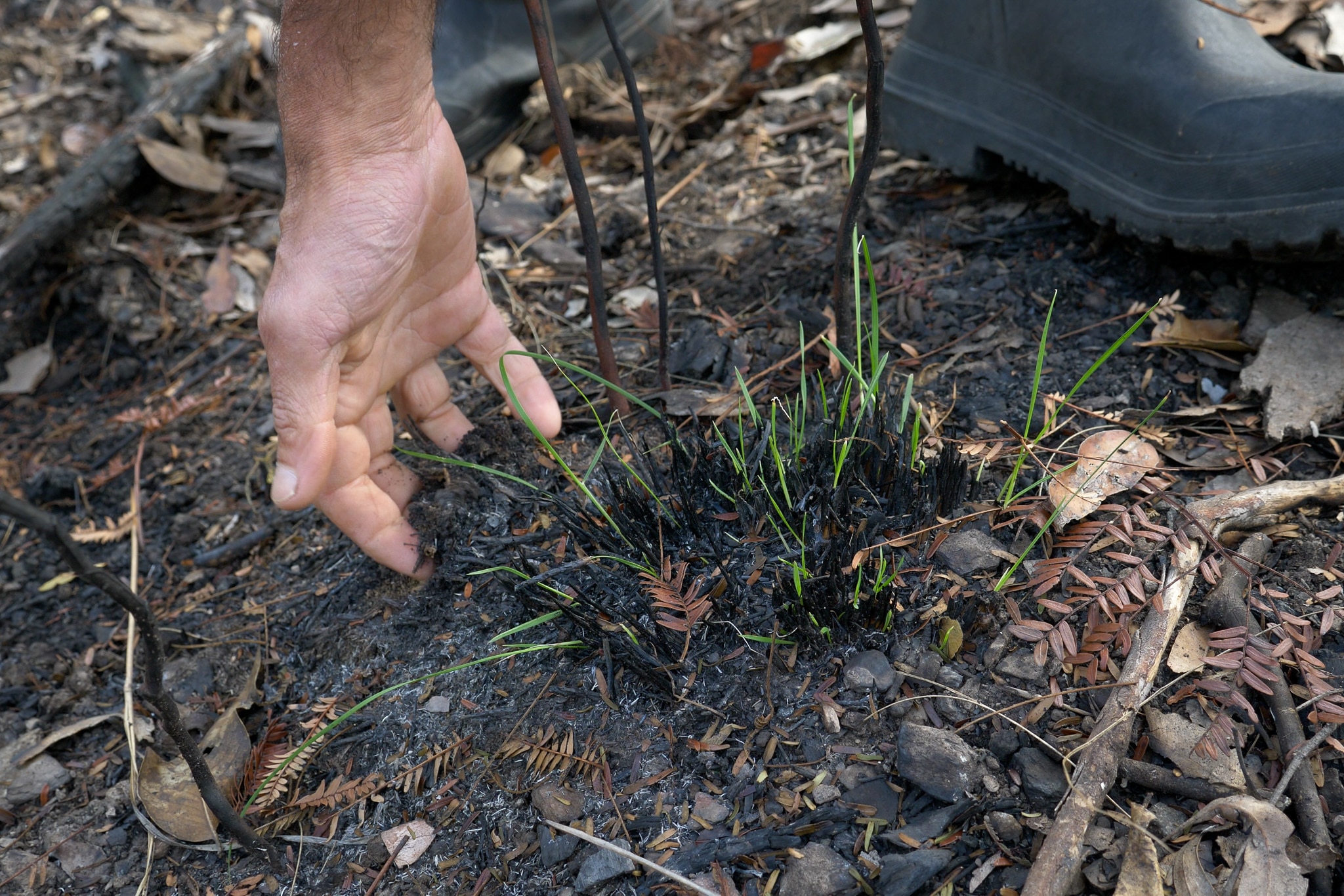 Man's hand reaching into soft black soil with green grass shoots growing from it.