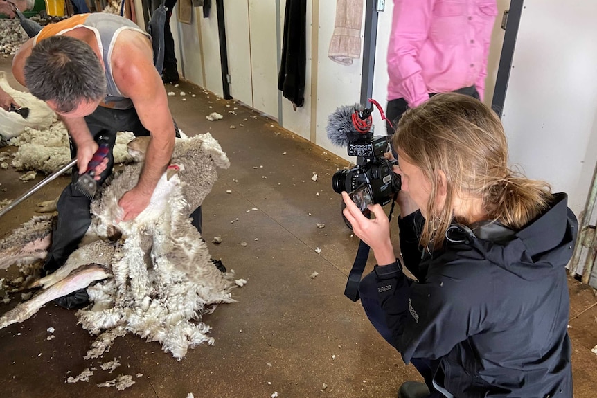 A shearer cuts the wool from a sheep while a reporter films.