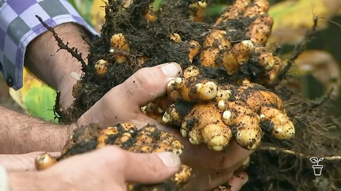 Hands holding large piece of Turmeric root covered in soil