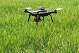 A drone hovers above a crop of green barley.