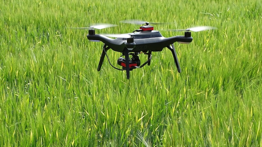 A drone hovers above a crop of green barley.