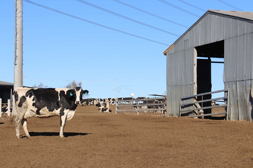 Dairy cows standing in a dry paddock near Toowoomba waiting to be milked.