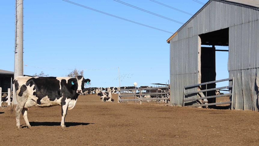 Dairy cows standing in a dry paddock near Toowoomba waiting to be milked.