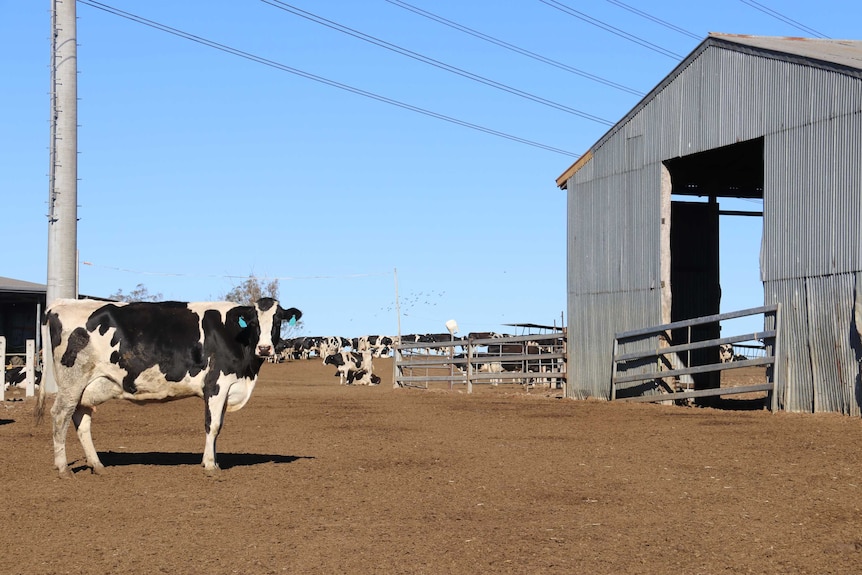 Dairy cows standing in a dry paddock near Toowoomba waiting to be milked.