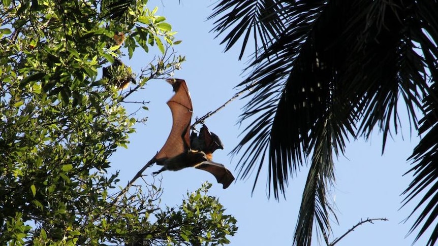 Grey-headed fruit bats on a branch. One has its wings spread and is about to fly. Image is from the ground looking up to trees.