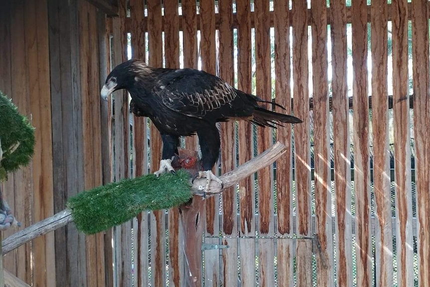 A wedged-tail eagle at the raptor refuge in Tasmania