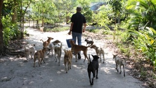 The Soi Dog Foundation worker, about to feed a group of homeless dogs in Thailand