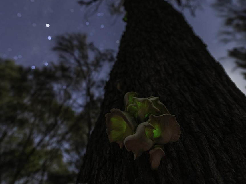 A bioluminescent ghost mushroom on a tree