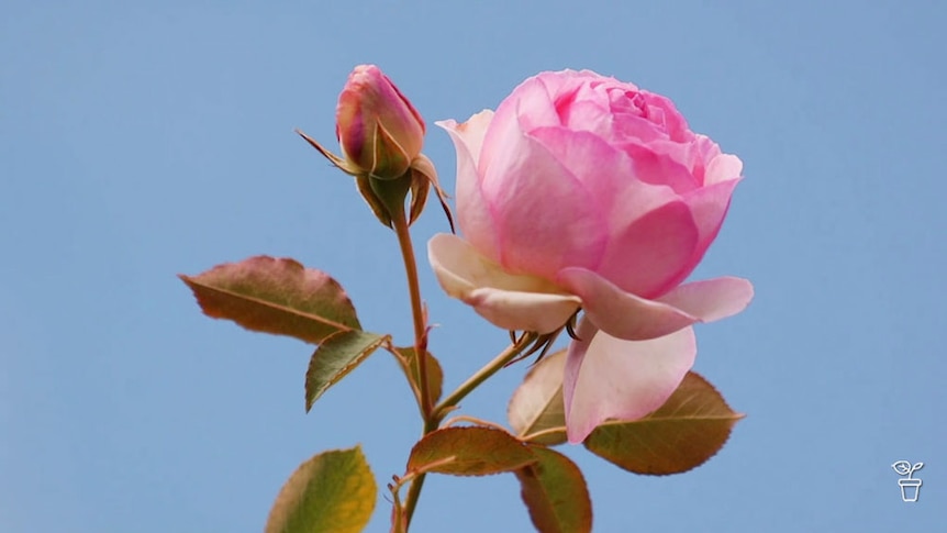 A pink rose growing in a garden.