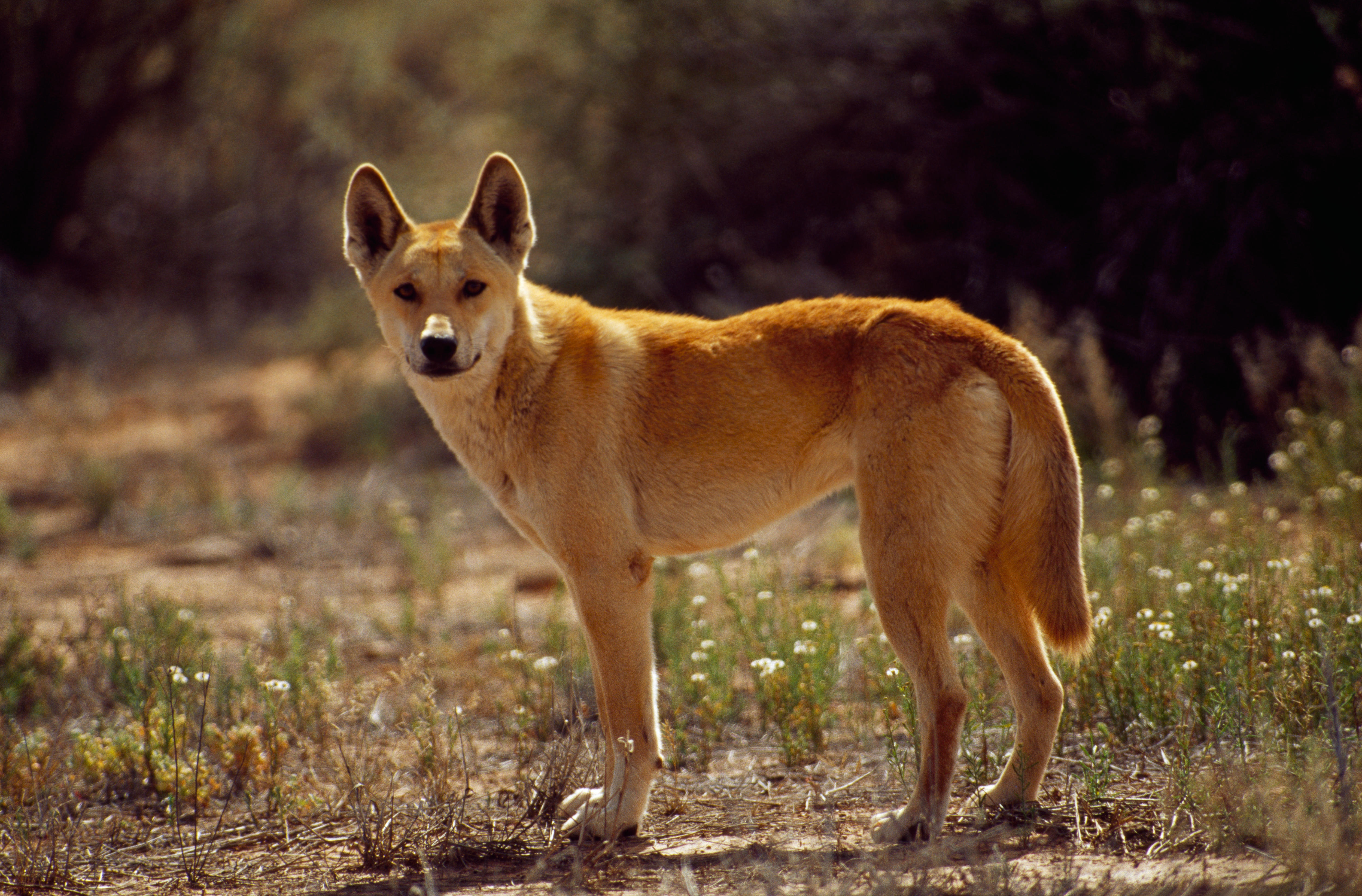 NSW's 5,600km long dingo fence has 32km gap - Vimarsana News