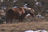 National Parks Association backs call from brumby cull