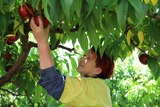 A woman in work gear picks a stone fruit from a tree.