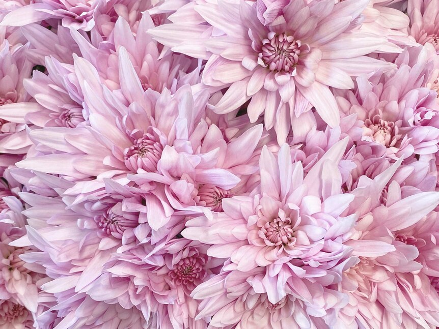 A bunch of large pink chrysanthemums.