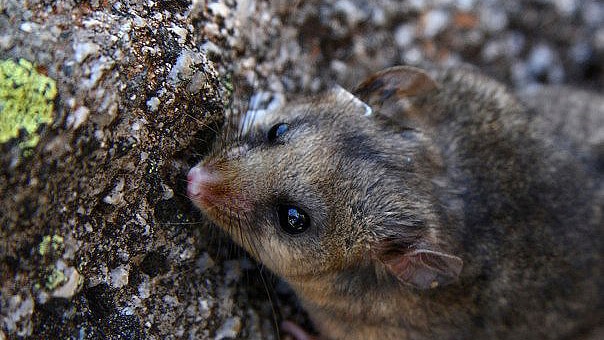 Mountain Pygmy-possum sits on rock near moss