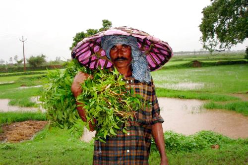 Native of Chhattisgarh with Neem branches and leaves