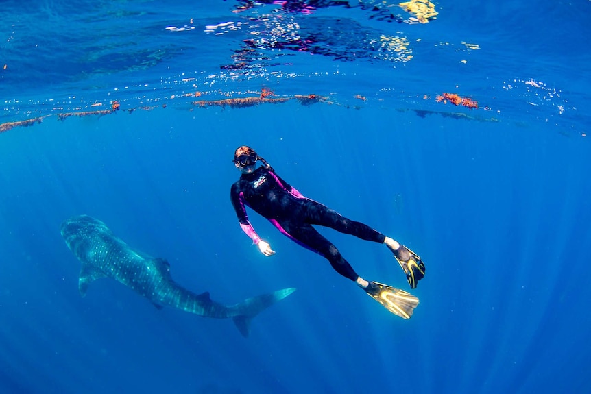 A woman in a wetsuit and snorkel floats underwater next to a whale shark.