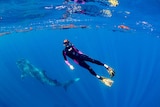 A woman in a wetsuit and snorkel floats underwater next to a whale shark.