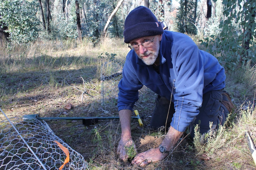 A volunteer is on his knees planting a wild pea in woodland