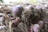 Freshly harvested garlic off a Mirboo farm in South Gippsland, Victoria.