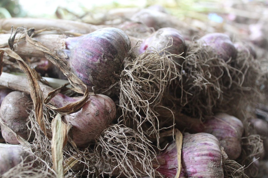 Freshly harvested garlic off a Mirboo farm in South Gippsland, Victoria.