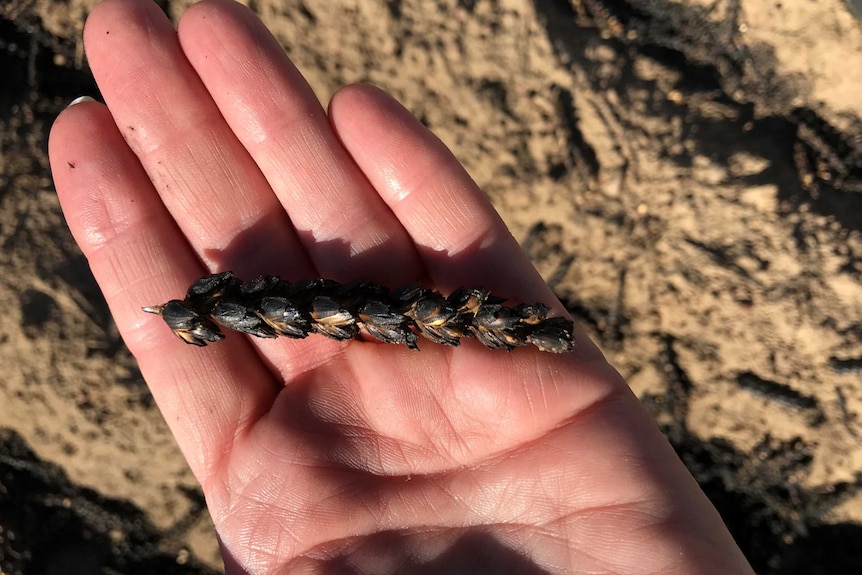 A hand holds a charred stalk of wheat after a fire.