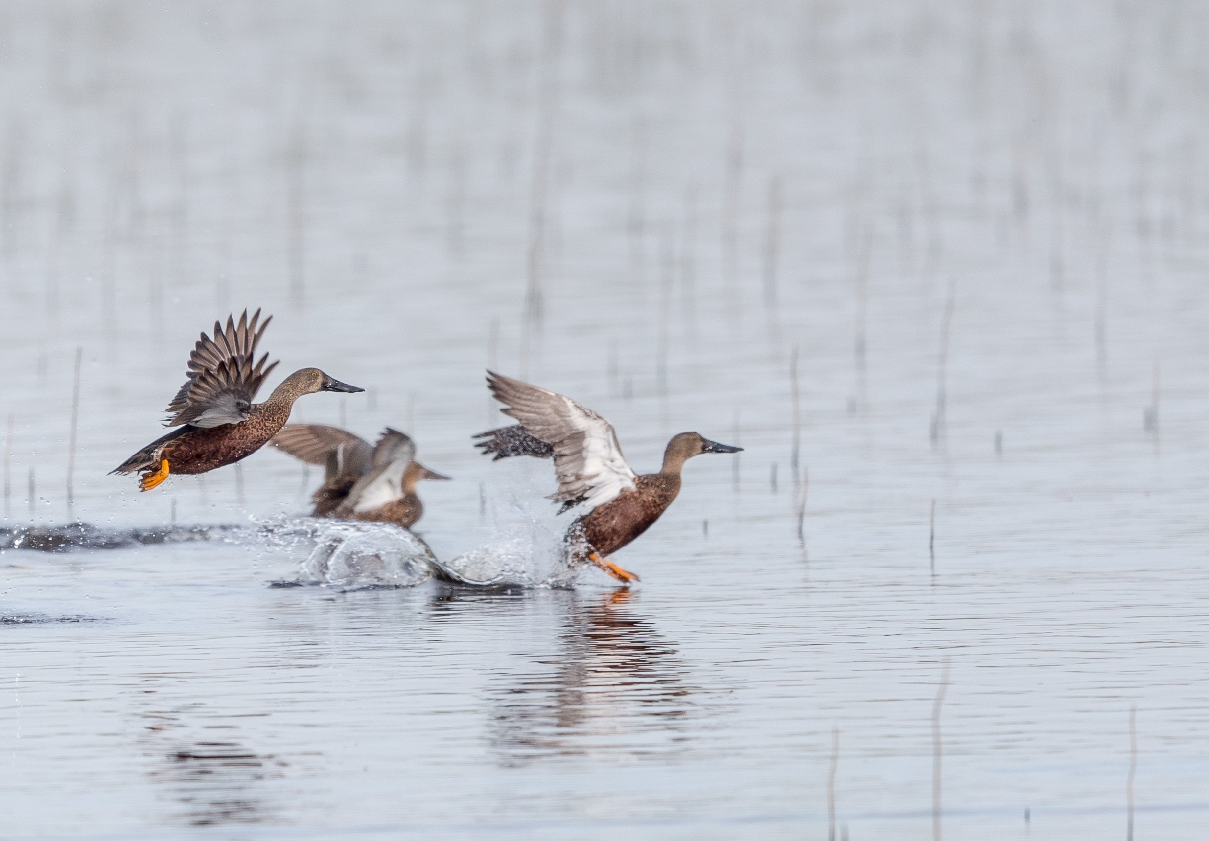 Australia's 15 native duck species face new threat from deadly bird flu