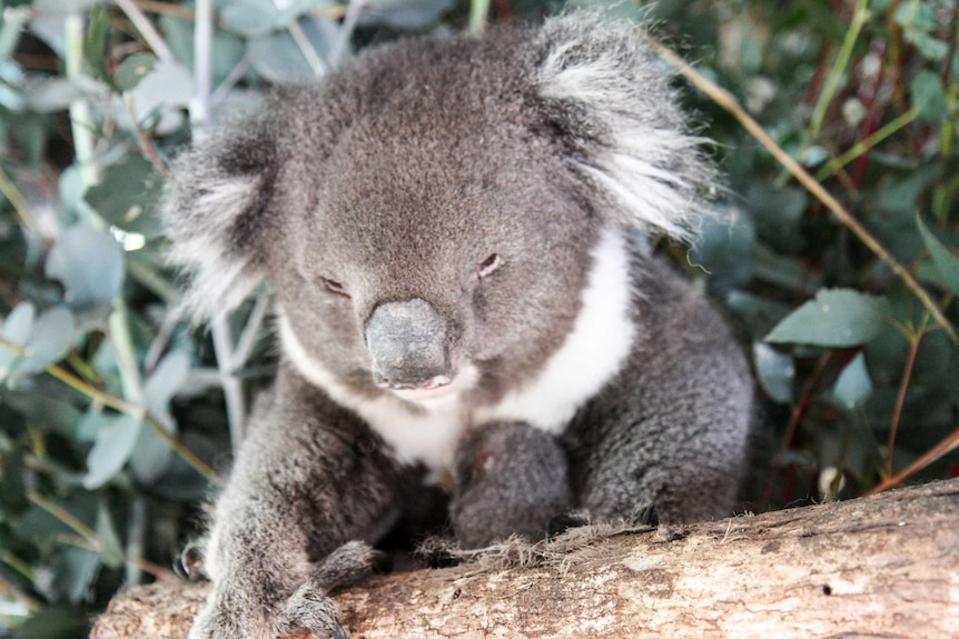 A koala