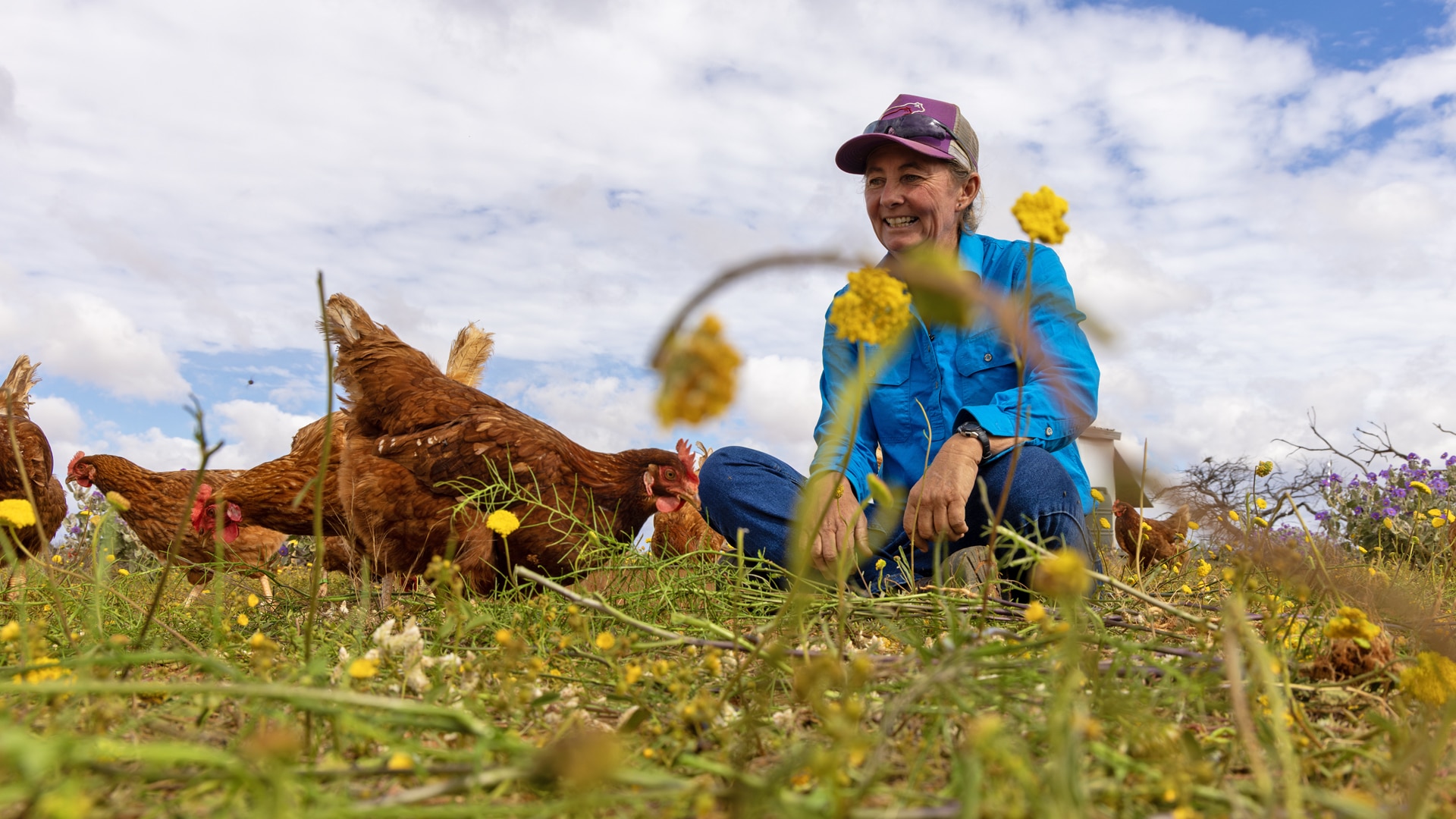 Grazier seeing benefits of chicken experiment with improved soil health