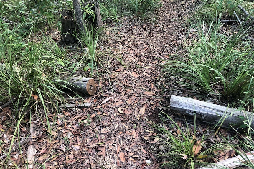 A off-road trail covered in leaves with a tree log cut to make way for the unauthorised trail.